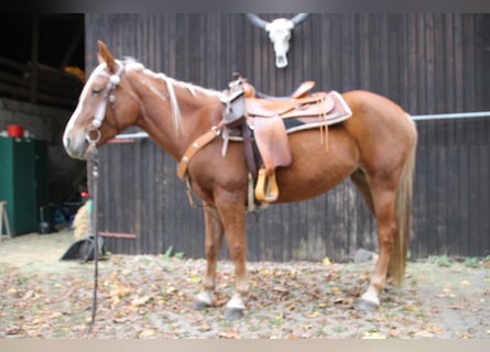 Mustang (amerikaans), Merrie, 10 Jaar, 155 cm, Palomino