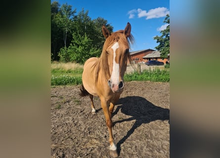 Mustang (amerikaans), Merrie, 10 Jaar, 155 cm, Red Dun