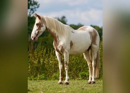 Mustang (amerikanisch), Stute, 13 Jahre, 147 cm, Tovero-alle-Farben