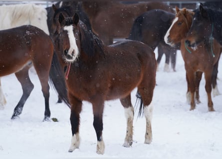 Mustang (amerikaans), Merrie, 13 Jaar, 152 cm, Gevlekt-paard