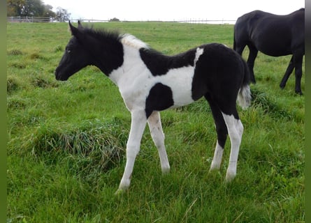 Mustang (amerikaans), Merrie, 1 Jaar, 155 cm, Gevlekt-paard