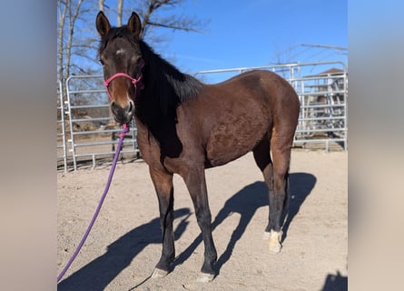 Mustang (amerikaans), Merrie, 2 Jaar, 147 cm, Bruin