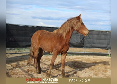 Mustang (amerikaans), Merrie, 4 Jaar, 147 cm, Vos