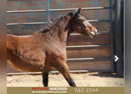 Mustang (amerikaans), Merrie, 4 Jaar, 153 cm, Bruin