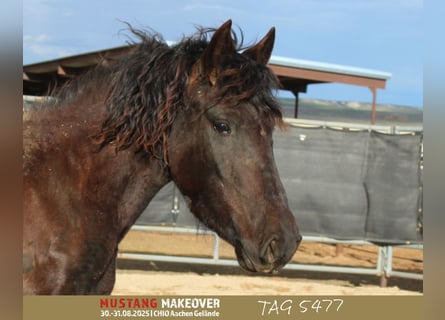 Mustang (amerikaans), Merrie, 5 Jaar, 145 cm, Zwart