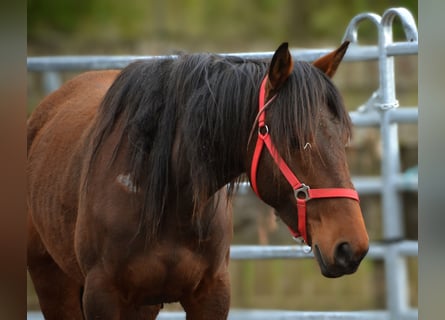 Mustang (amerikaans), Merrie, 5 Jaar, 155 cm, Bruin