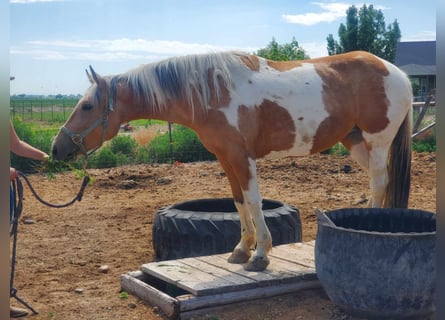 Mustang (amerikaans), Merrie, 5 Jaar, 156 cm, Tovereo-alle-kleuren