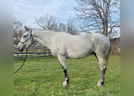 Mustang (amerikaans), Merrie, 6 Jaar, 145 cm, Schimmel