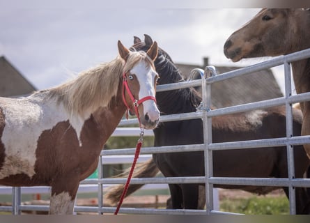 Mustang (amerikaans), Merrie, 7 Jaar, 147 cm, Gevlekt-paard