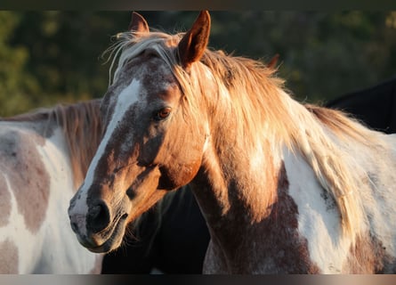 Mustang (amerikaans), Merrie, 7 Jaar, 149 cm, Gevlekt-paard