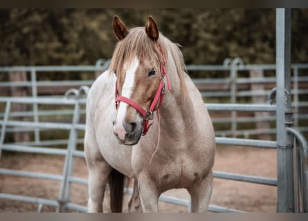 Mustang (amerikaans), Merrie, 8 Jaar, 150 cm, Roan-Red