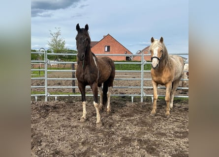 Mustang (amerikaans), Ruin, 8 Jaar, 150 cm, Tobiano-alle-kleuren