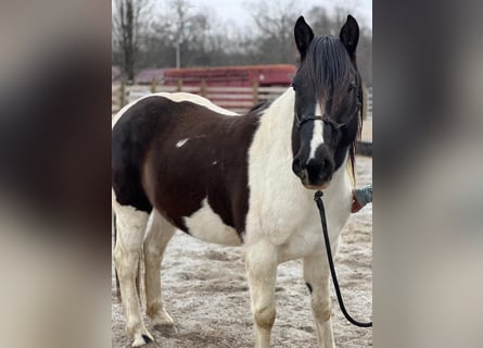 Mustang (amerikaans), Ruin, 9 Jaar, 147 cm, Gevlekt-paard