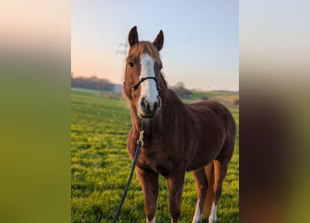 Mustang (amerikaans), Ruin, 9 Jaar, 150 cm, Vos