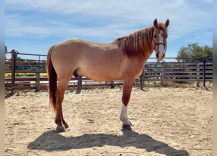 Mustang (amerikaans), Ruin, 9 Jaar, 156 cm, Red Dun