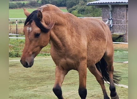 Mustang (amerikanisch), Hengst, 4 Jahre, 150 cm, Falbe