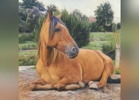 Mustang (amerikanisch), Stute, 11 Jahre, 160 cm, Falbe