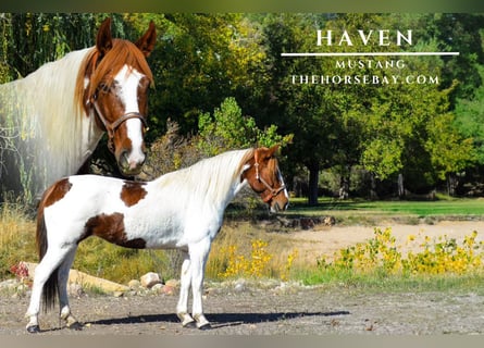 Mustang (amerikanisch), Stute, 13 Jahre, 152 cm, Tobiano-alle-Farben