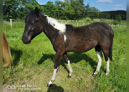Mustang (amerikanisch) Mix, Stute, 2 Jahre, 145 cm, Tobiano-alle-Farben