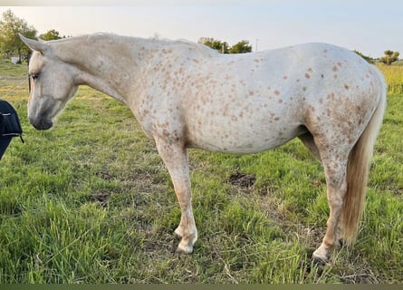 Mustang (amerikanisch), Stute, 2 Jahre, 154 cm, Tigerschecke