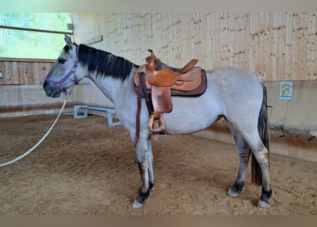 Mustang (amerikanisch), Stute, 3 Jahre, 160 cm, Grullo