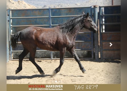 Mustang (amerikanisch), Stute, 4 Jahre, 147 cm, Brauner