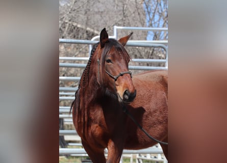 Mustang (amerikanisch), Stute, 5 Jahre, 143 cm, Brauner