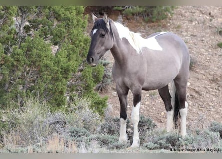 Mustang (amerikanisch), Stute, 6 Jahre, 149 cm, Grullo