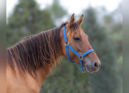 Mustang (amerikanisch), Stute, 6 Jahre, Falbe