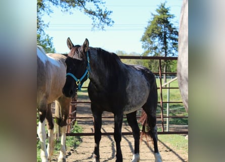 Mustang (amerikanisch), Stute, 7 Jahre, 150 cm, Roan-Blue