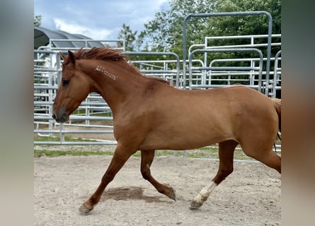 Mustang (amerikanisch), Stute, 8 Jahre, 145 cm, Fuchs