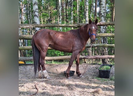 Mustang (amerikanisch), Stute, 9 Jahre, 155 cm, Dunkelfuchs