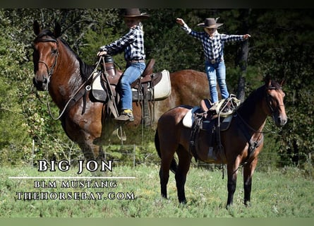 Mustang (amerikanisch), Wallach, 13 Jahre, 163 cm, Roan-Bay