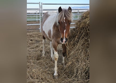 Mustang (amerikanisch), Wallach, 1 Jahr, 145 cm, Tobiano-alle-Farben