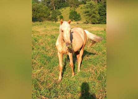 Mustang (amerikanisch), Wallach, 2 Jahre, 150 cm