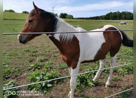 Mustang (amerikanisch) Mix, Wallach, 2 Jahre, 160 cm