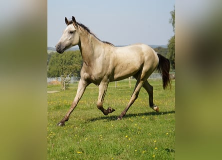 Mustang (amerikanisch), Wallach, 3 Jahre, 148 cm, Buckskin