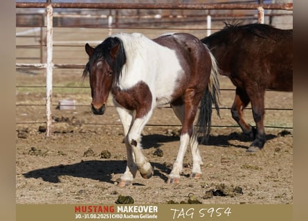 Mustang (amerikanisch), Wallach, 4 Jahre, 149 cm, Schecke