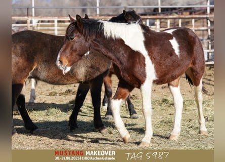 Mustang (amerikanisch), Wallach, 4 Jahre, 153 cm, Schecke