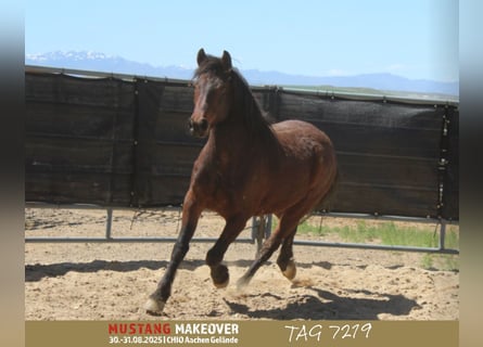 Mustang (amerikanisch), Wallach, 5 Jahre, 149 cm, Brauner