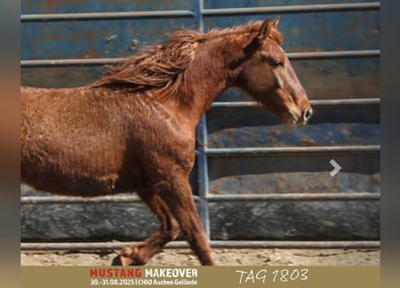 Mustang (amerikanisch), Wallach, 5 Jahre, 153 cm, Fuchs