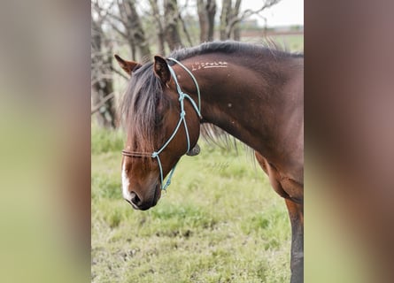 Mustang (amerikanisch), Wallach, 8 Jahre, 150 cm, Brauner