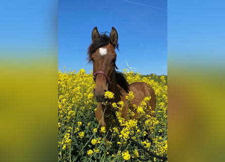 Mustang (amerikansk), Sto, 1 år, 150 cm, Pärla