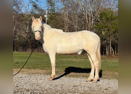 Mustang (amerikansk), Sto, 5 år, 150 cm, Cremello