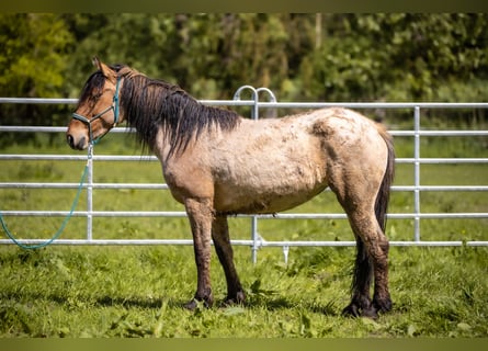 Mustang (amerikansk), Sto, 6 år, 145 cm, Black