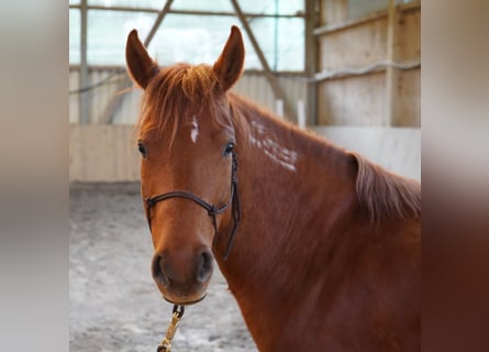 Mustang (amerikansk), Sto, 7 år, 140 cm, fux