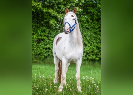 Mustang (amerikansk), Sto, 9 år, 147 cm, Tovero-skäck-alla-färger