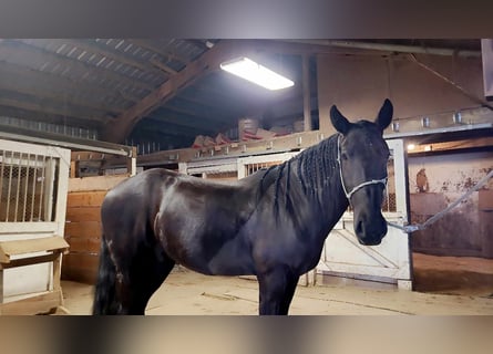 Mustang (amerikansk), Valack, 4 år, 158 cm, Svart