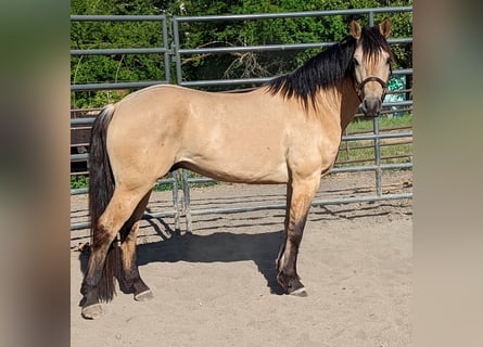 Mustang (amerikansk), Valack, 4 år