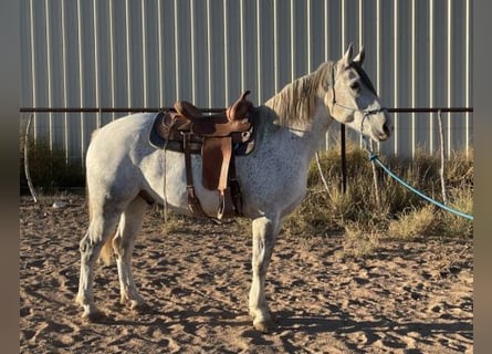 Mustang (amerikansk), Valack, 6 år